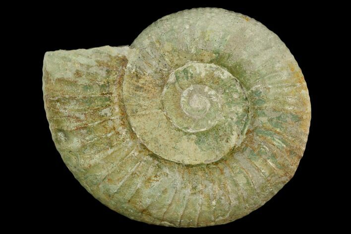 Ammonite (Orthosphinctes) Fossil - Germany #125866
